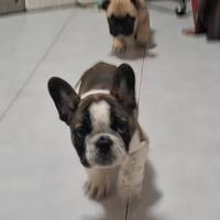 Bulldog francese