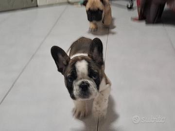 Bulldog francese