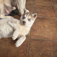 Cuccioli siberian husky