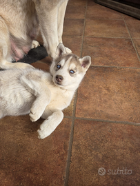Cuccioli siberian husky