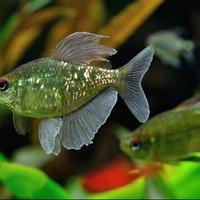 HYPHESSOBRYCON e MOENKHAUSIA tutte le colorazioni