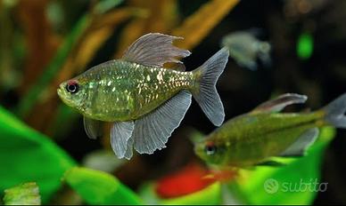 HYPHESSOBRYCON e MOENKHAUSIA tutte le colorazioni