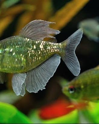 HYPHESSOBRYCON e MOENKHAUSIA tutte le colorazioni