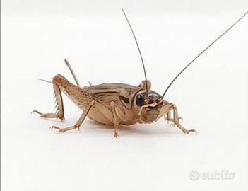 Acheta domestica, tenebrio molitor