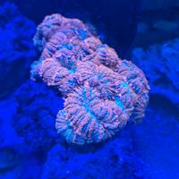 Coralli molle esemplare