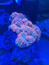 Coralli molle esemplare