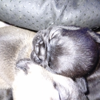 Cuccioli di Bulldog francese