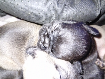 Cuccioli di Bulldog francese