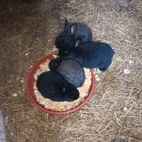 Coniglietti da coccole