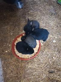 Coniglietti da coccole