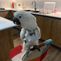 Cacatua alba