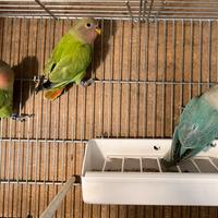 Inseparabili roseicollis