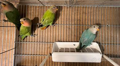 Inseparabili roseicollis