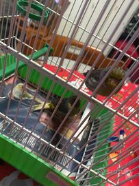 Canarini Gloster coppia