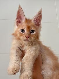 Cucciolo di Maine Coon