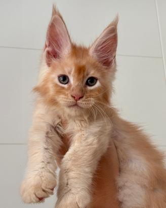 Cucciolo di Maine Coon
