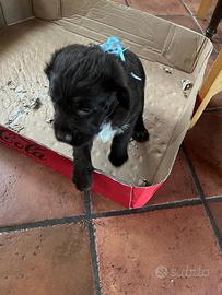 Mix Lagotto - Labrador