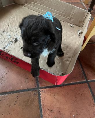 Mix Lagotto - Labrador