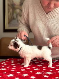 Chihuahua maschio a pelo lungo