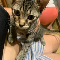 Cuccioli gatto