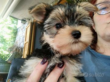 Morkie cuccioli