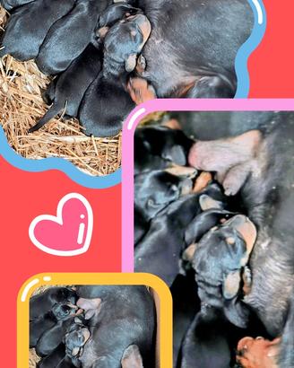 Cuccioli bassotto