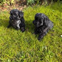 Maltipoo neri