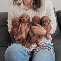 Cuccioli Barboncino Pedigree