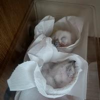 Gufo della Virginia subartico