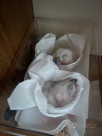 Gufo della Virginia subartico