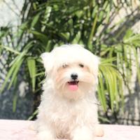 Cuccioli di maltese