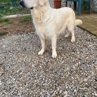 Golden retriever