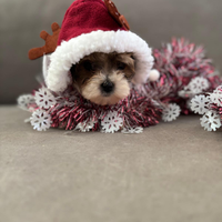 Bichon havanese