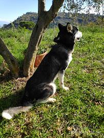 Siberian husky