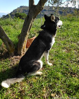 Siberian husky
