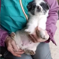 Regalasi cuccioli di cane