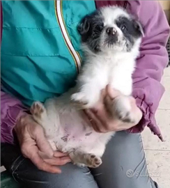 Regalasi cuccioli di cane
