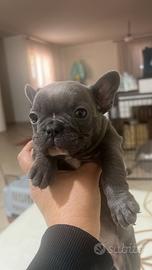 Bulldog Francese Blu Maschio