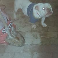 Americanbully pocket/exotic