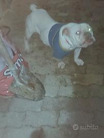 Americanbully pocket/exotic