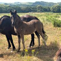 Cavallino di monterufoli