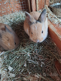 Conigli nani