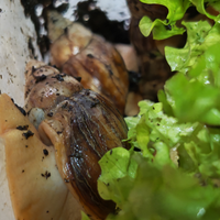 Lumache africane baby e adulte Achatina fulica