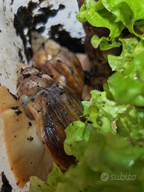 Lumache africane baby e adulte Achatina fulica