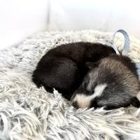 Husky Siberian pedigree Enci