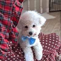 Accoppiamento Bichon Frise'