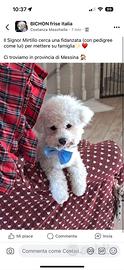 Accoppiamento Bichon Frise'