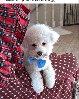 Accoppiamento Bichon Frise'