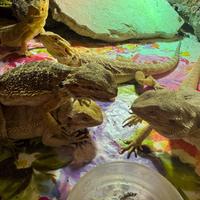 Drago barbuto Pogona nati in cattività