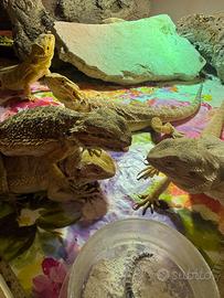 Drago barbuto Pogona nati in cattività